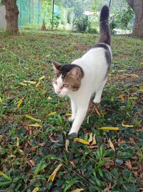Güzel beyaz kedi yaz parkında yürüyor. 