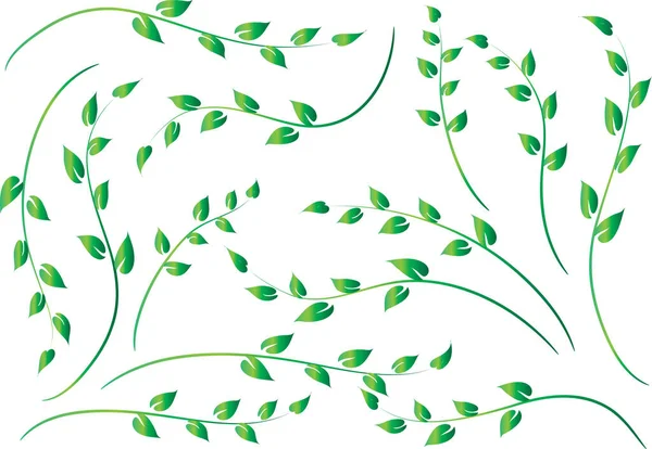 Vector Drawing Leaf Design Set Background — Stock Vector