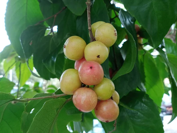 Árbol Acerola Rojo Fruta — Foto de Stock