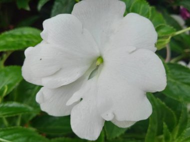 Bahçedeki beyaz çiçek.