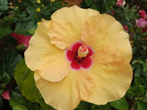 Flores Hibisco Amarillo Jardín —  Fotos de Stock