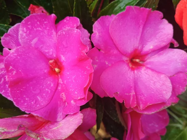 粉红色紫色花朵花园自然 — 图库照片