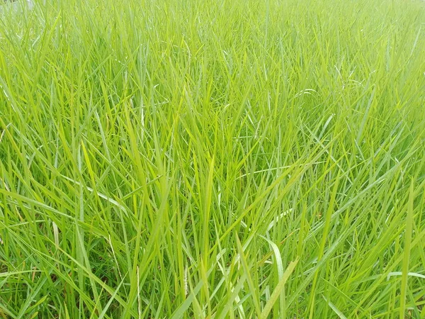 Verde Hierba Fondo Pantalla Naturaleza — Foto de Stock