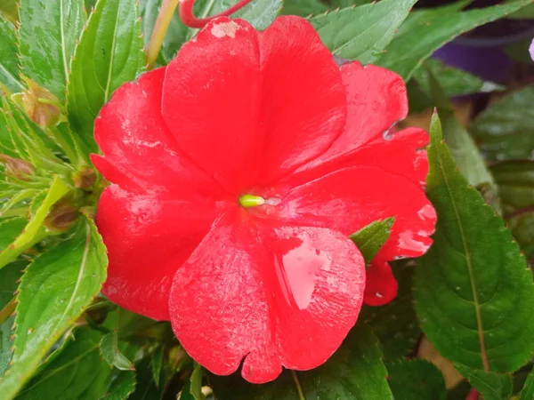 花园中的红芙蓉花 — 图库照片