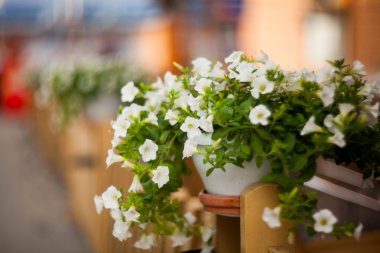 Ternopil Cafe sokaklarda çiçek.