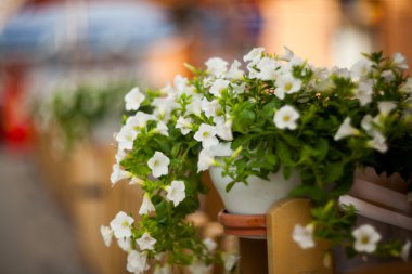 Ternopil Cafe sokaklarda çiçek.