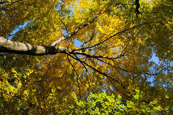 Bunte Herbstbäume im Wald lizenzfreie Stockfotos