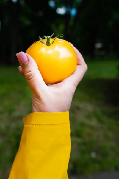 Tomate amarillo orgánico fresco amarillo en una mano de mujer con un impermeable amarillo. espacio de copia — Foto de Stock