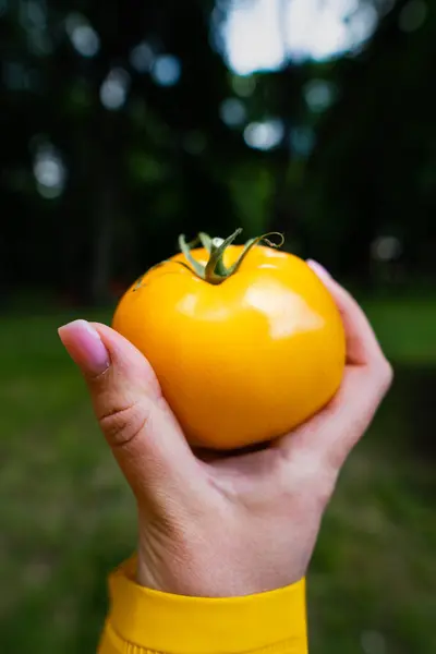 Biologisch gele verse gele tomaat in een vrouwenhand in een gele regenjas. kopieerruimte — Stockfoto