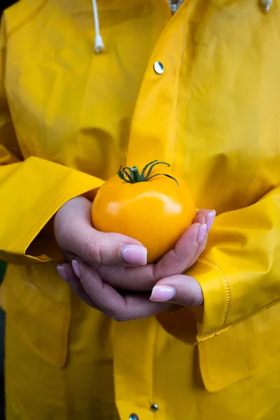 Tomate amarelo amarelo orgânico fresco em uma mão de mulher em uma capa impermeável amarela. espaço de cópia — Fotografia de Stock