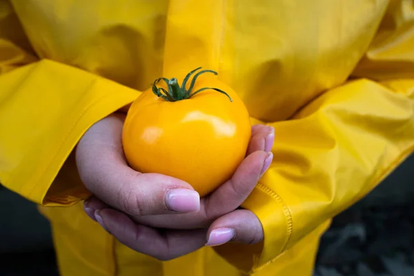 Tomate amarelo amarelo orgânico fresco em uma mão de mulher em uma capa impermeável amarela. espaço de cópia — Fotografia de Stock