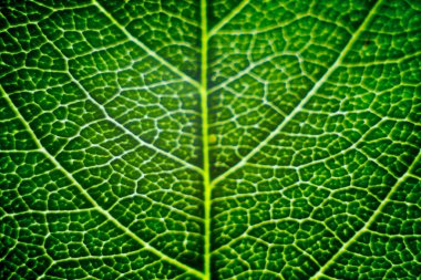 yeşil, çim, yaprakları, flovers