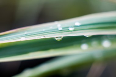 Çiğ bıçaklar gündoğumu sırasında çimenin üzerinde