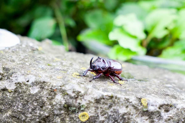 カブトムシ — ストック写真