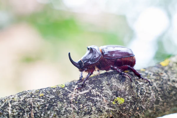 カブトムシ — ストック写真