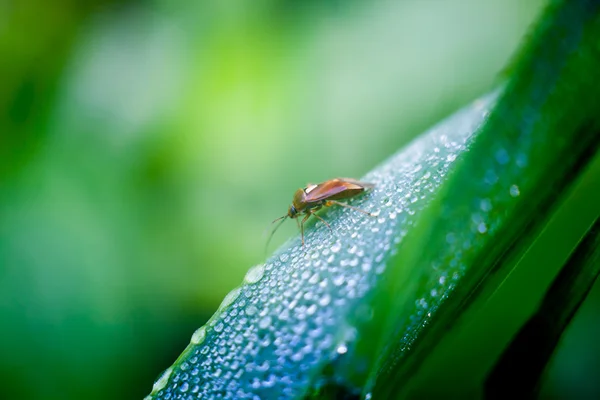 Beetle på en stam av gräs med daggdroppar — Stockfoto