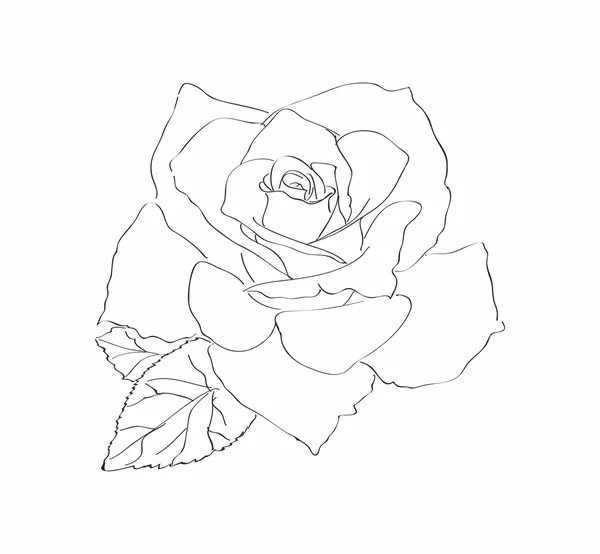 Rose, flor, jalá. — Archivo Imágenes Vectoriales