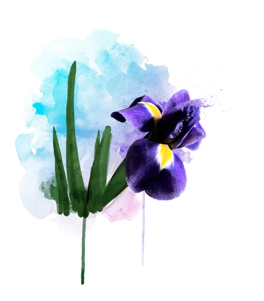 Iris