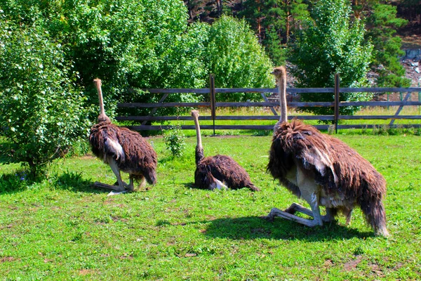 Бурые страусы с длинными шеями в зоопарке. — стоковое фото