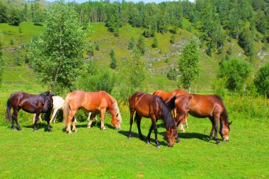 Kırmızı, beyaz ve kahverengi at sürüsü doğada otlar. Özgür otlaktaki hayvanlar yeşil otları yerler..