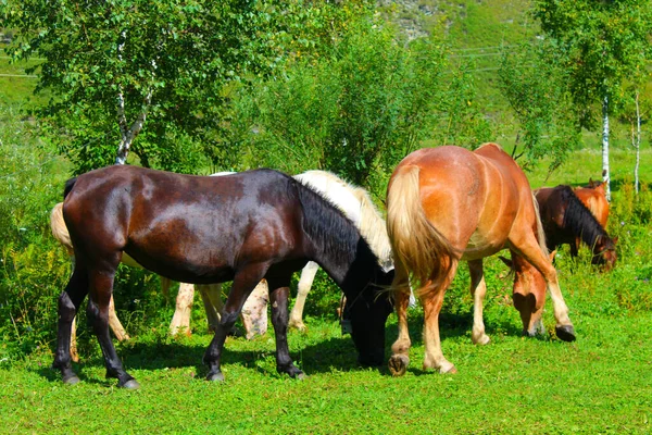 Un troupeau de chevaux rouges, blancs et bruns paissent dans la nature. Les animaux dans les pâturages gratuits mangent de l'herbe verte. — Photo