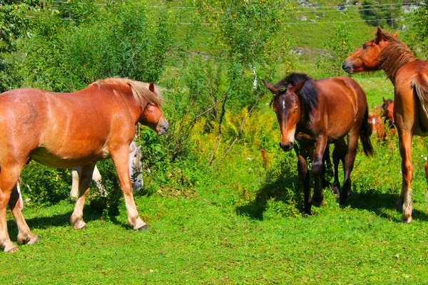 Stádo červených, bílých a hnědých koní se pasou v přírodě. Zvířata na pastvinách jedí zelenou trávu. — Stock fotografie