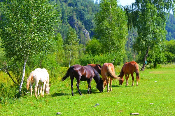 赤と茶色の馬の群れが自然に放牧されます。無料牧草地の動物は緑の草を食べる。美しい景色. — ストック写真