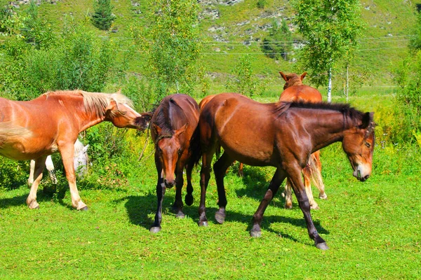 赤、白、茶色の馬の群れが自然の中で放牧されます。無料牧草地の動物は緑の草を食べる. — ストック写真