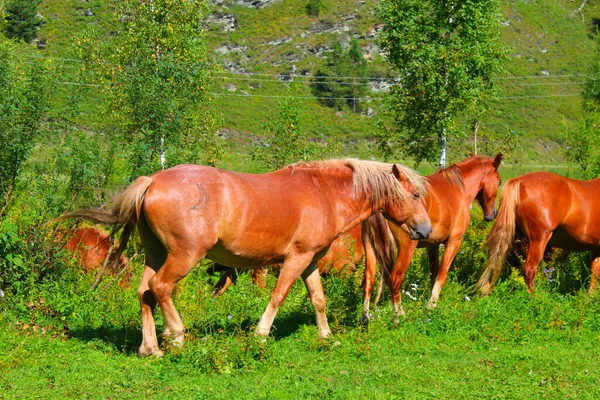 Un troupeau de chevaux rouges et bruns paissent dans la nature. Les animaux dans les pâturages gratuits mangent de l'herbe verte. Beau paysage. — Photo