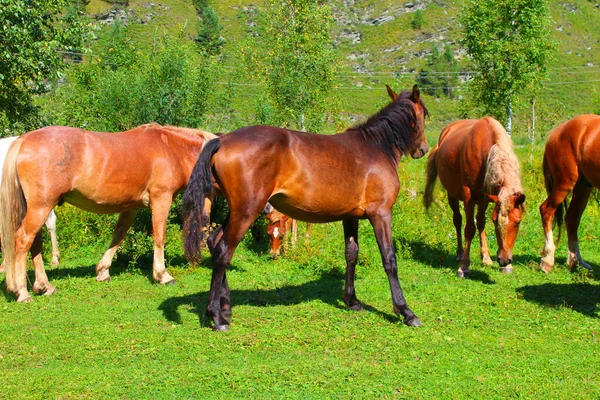Un troupeau de chevaux rouges et bruns paissent dans la nature. Les animaux dans les pâturages gratuits mangent de l'herbe verte. Beau paysage. — Photo