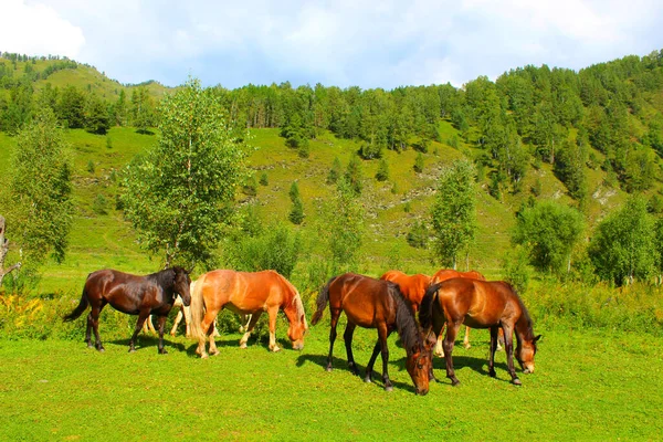 赤、白、茶色の馬の群れが自然の中で放牧されます。無料牧草地の動物は緑の草を食べる. — ストック写真