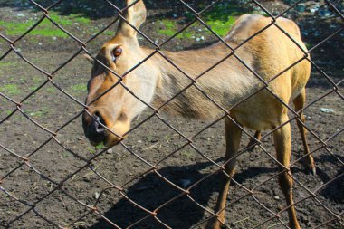 Bir dişi geyik hayvanat bahçesindeki ağa bakar..