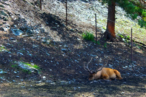 A regarde à travers un filet au zoo. — Photo