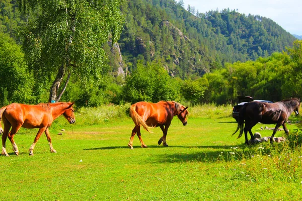 Un troupeau de chevaux rouges et bruns paissent dans la nature. Les animaux dans les pâturages gratuits mangent de l'herbe verte. Beau paysage. — Photo