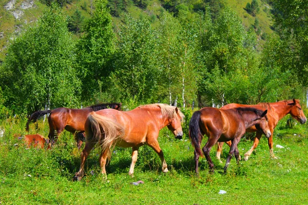 赤と茶色の馬の群れが自然に放牧されます。無料牧草地の動物は緑の草を食べる。美しい景色. — ストック写真