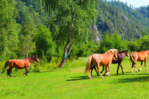 Un troupeau de chevaux rouges et bruns paissent dans la nature. Les animaux dans les pâturages gratuits mangent de l'herbe verte. Beau paysage. — Photo