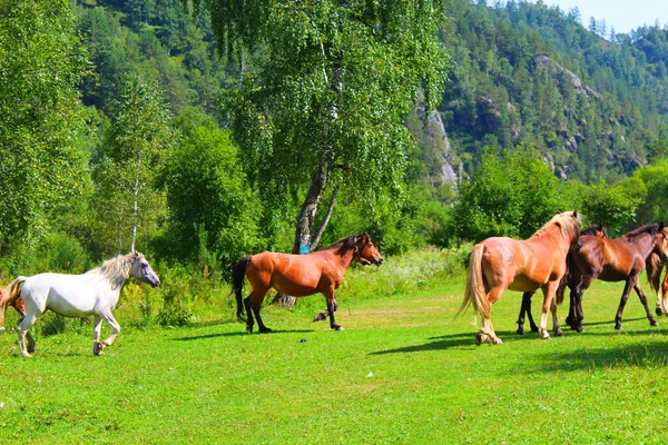 Un troupeau de chevaux rouges, blancs et bruns paissent dans la nature. Les animaux dans les pâturages gratuits mangent de l'herbe verte. — Photo