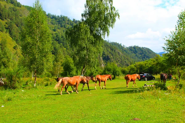 붉은 말과 갈색 말 떼가 자연계에서 풀을 뜯고 있습니다. 목초지에 사는 동물들은 푸른 풀을 먹습니다. 아름다운 경치. — 스톡 사진