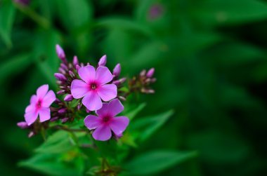 Lila Petaled çiçek