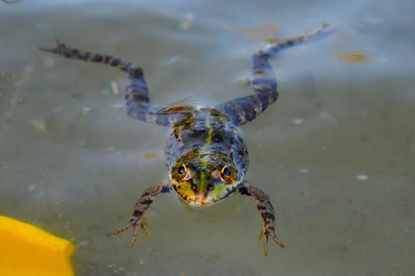 A floating frog — Stock Photo, Image