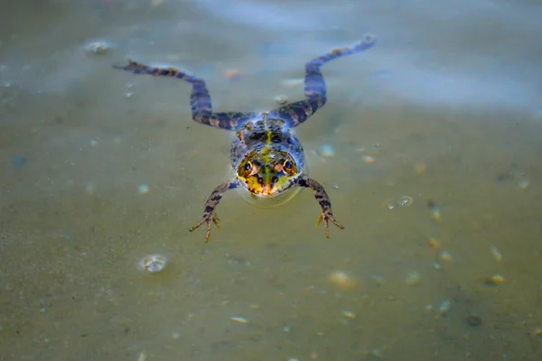 Seekor katak yang mengambang — Stok Foto