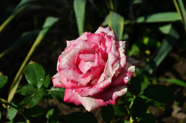 Duftende Rose Voller Blute Washington Park Rose Garden Portland