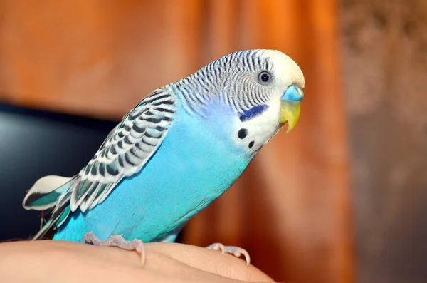 Powłoki papuga długoogonowa — Zdjęcie stockowe