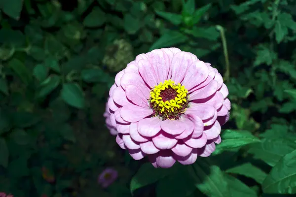 Zinnia çiçeği portre — Stok fotoğraf