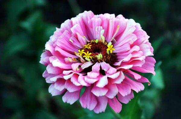 Zinnia Flower closeup Stock Image