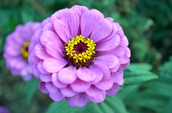 Zinnia çiçeği Stok Resim