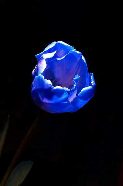 Tulipán azul de cerca — Foto de Stock