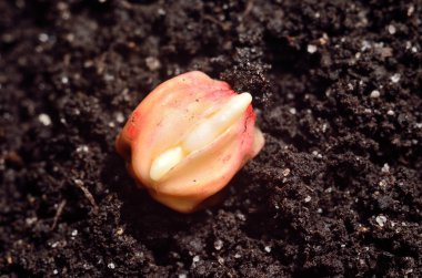 Germinated Mısır tahıl