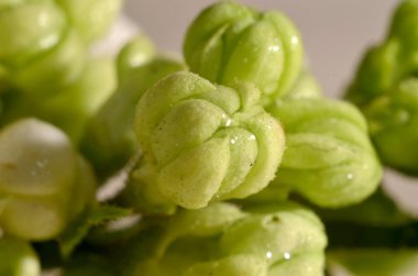 Beyaz Lila çiçek üzerinde Kapat