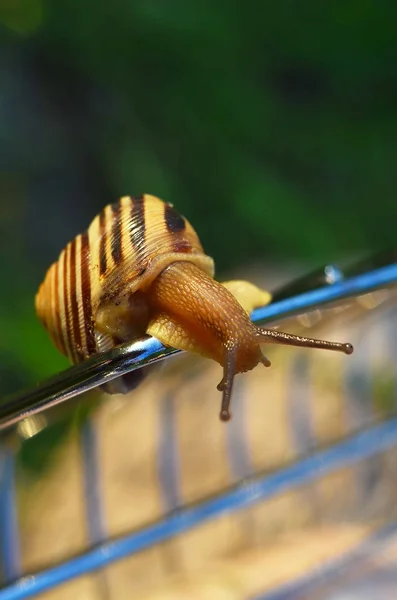 Curious Snail (Helix) Royalty Free Stock Photos